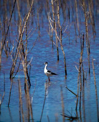 Black-necked Stilt in the pond along the Hackberry Trail (4/12/24)