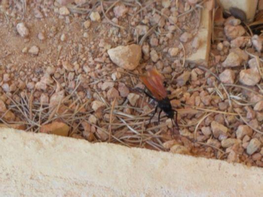 baddest respected insect trantula hawk