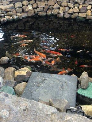 Coi fish pond with mini waterfalls