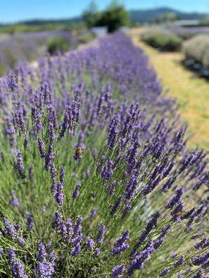 Honeybee in lavender