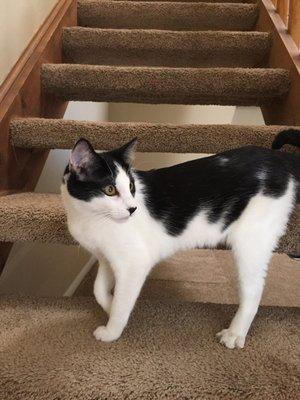 They love going up and down the stairs into the loft!