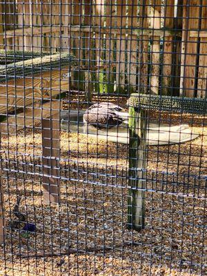 Penelope the Bald Eagle taking a bath today!