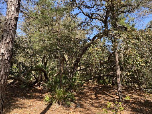 Econlockhatchee Sandhills Conservation Area