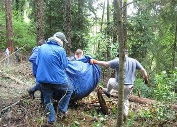 At a restoration event, volunteers haul ivy down the hillside in tarps.