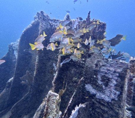 Fishes at the Bremwood Wreck