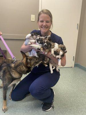 Dr. Yerke with proud mama and puppies