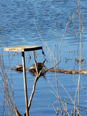 Panola Mountain State Park