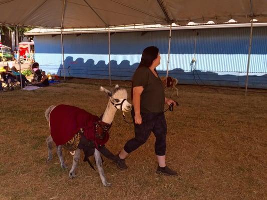 Alpaca Costume Competition - Clark County Fair