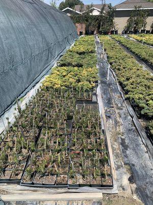 Baby Japanese black pine seedlings, $30