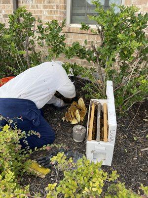 Little Giant Beekeepers & Bee Removal Specialists