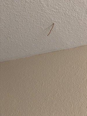 Termite tubes from ceiling