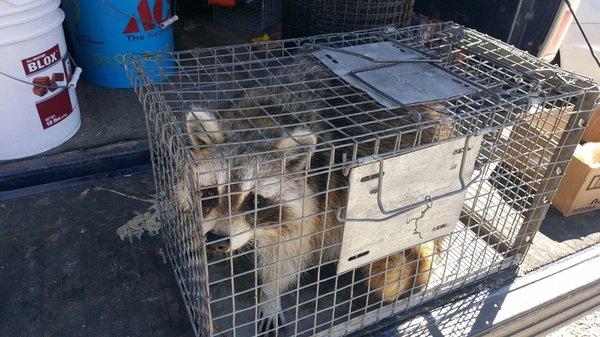 Raccoon Trap