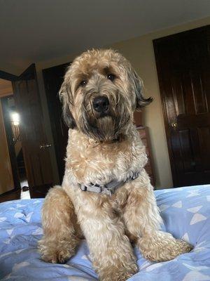 Bruce Springsteen the Wheaten after a long day at daycare.