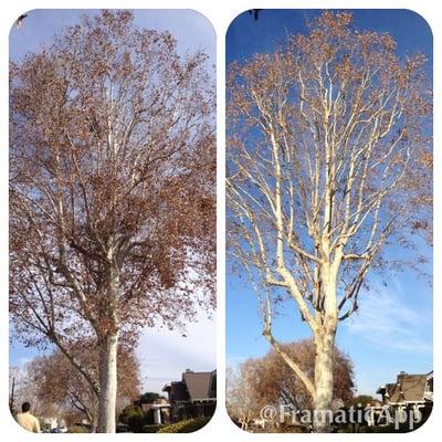 Trimming and clean up of 2 large sicamore trees.