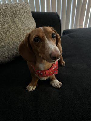 After his dental! Even gave him a cute bandana!