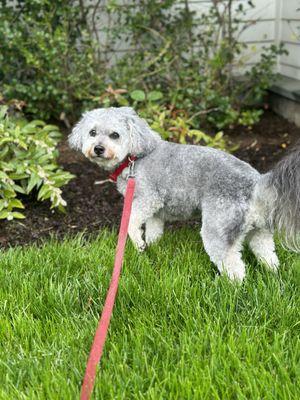 Diana did an amazing job on our little goldendoodle Lola. She looks great and ready for summer! Thank you Diana!