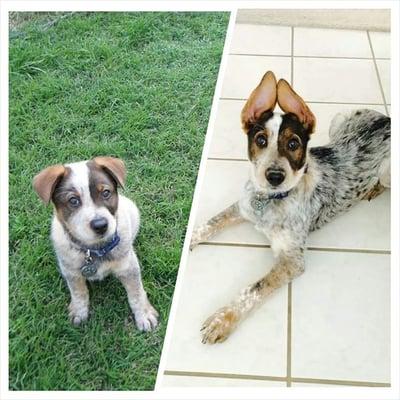 When we got Geyser at 8 weeks old, and then two months later at 4 months.