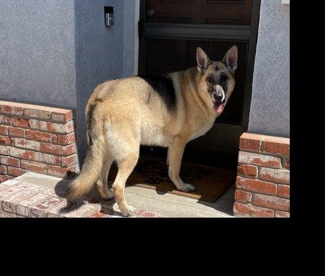 Beautiful clean doggy!