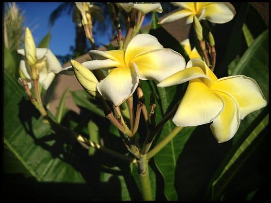 Quality plants, trees and bushes that are gorgeous!  The prices and the people who work here are so knowledgable and friendly!