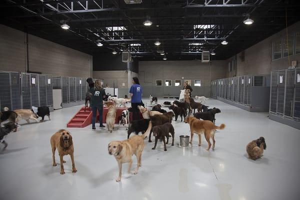 Doggy Daycare at its best.