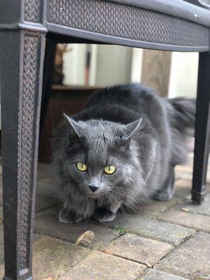 Blue in the backyard with me, feeling a bit better after care from Chantilly Animal Hospital