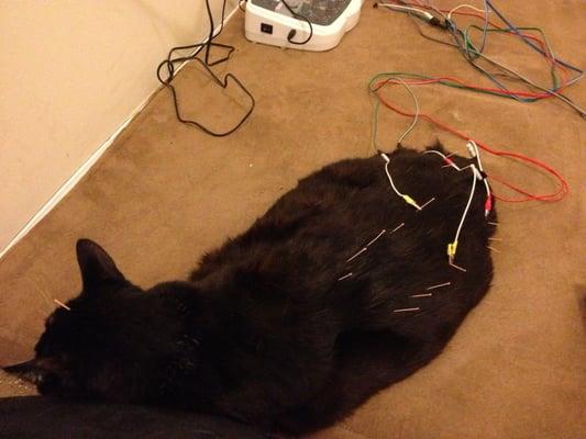 Kitties benefit from acupuncture sessions too.