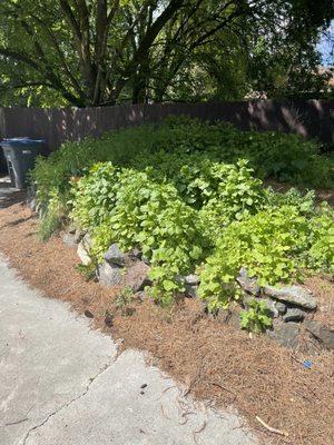 Beautifully, untouched, Weeds! And dishwasher for months!  They will do it cheap, as do nothing!  and your investment crumbles!