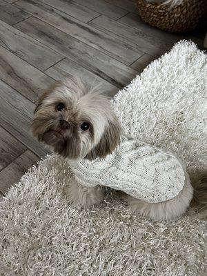 Gracie in her comfy sweater...