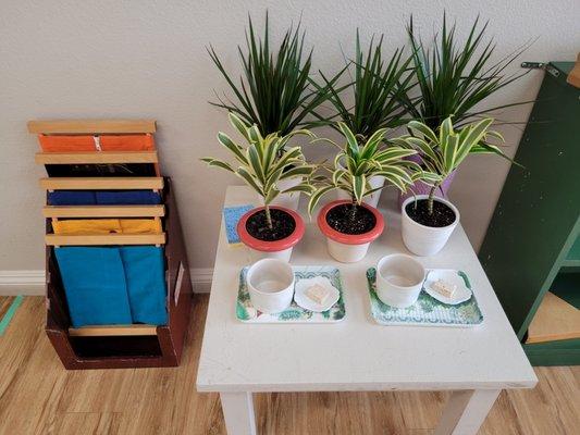 Dressing Frames and Care of Plants activities