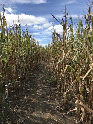 Howell Pumpkin Patch - corn maze