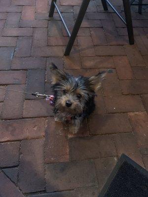 Puppy on the porch!