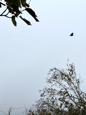 Turkey vulture sighting on Hawk Mountian