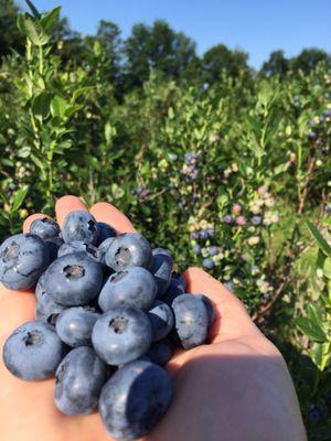 North Star Orchards