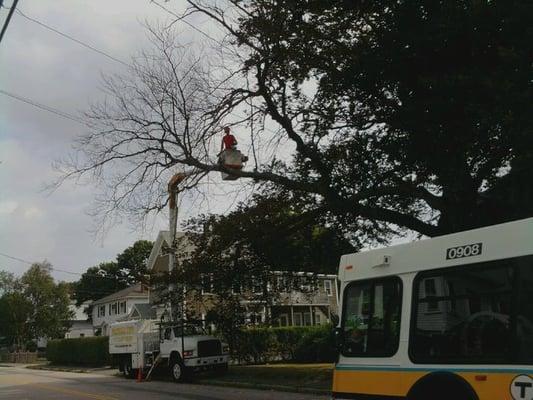 Tree pruining - removing Lg branch from electial wires and over the street