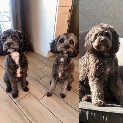 Before and after    Best Dog Grooming place in Phoenix.