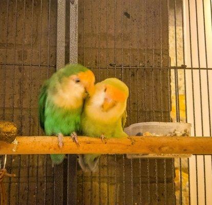 Cute birds