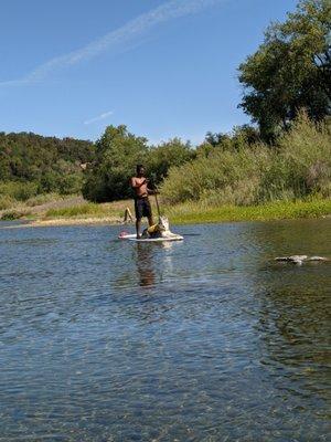 dog friendly paddle boards