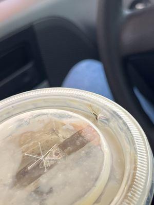 Bug on the lid