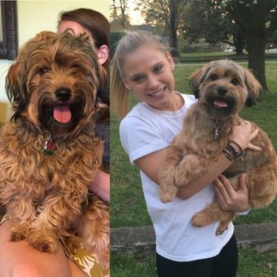 Before and after - Yorkie/Maltese mix