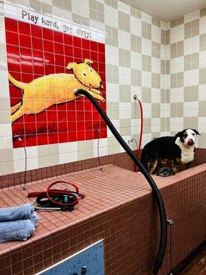 $18 self service dog wash.