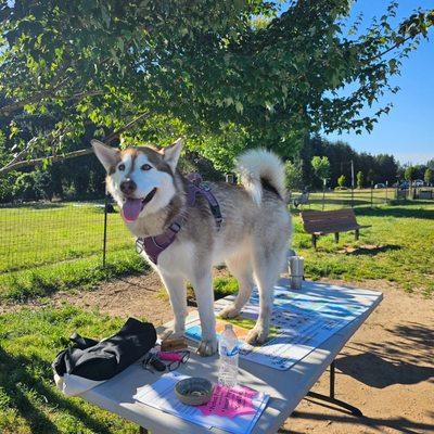 Paws Down Pets Dog Training