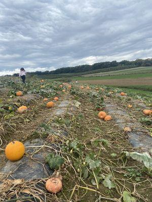 Cut your own pumpkin selection