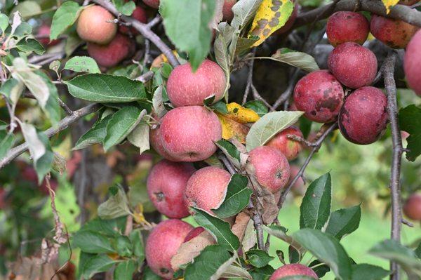 We grow 11 different varieties of apples that are available between late August and early November.