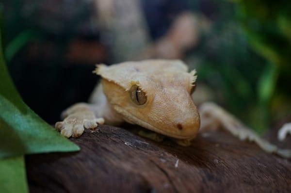 Crested Gecko