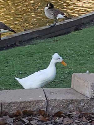 Cute duck with a fancy hairdo