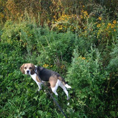 Roxy loves exploring!