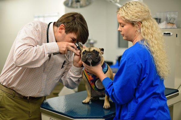 East Memphis Pet Hospital