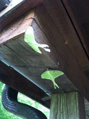 Luna moths hanging out at the Back to Nature Cabin