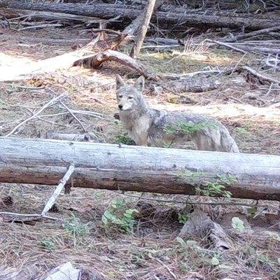 Wolverine Tracking Project Camera Survey - Coyote