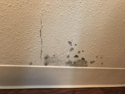 Even more mold. This was behind our couch.